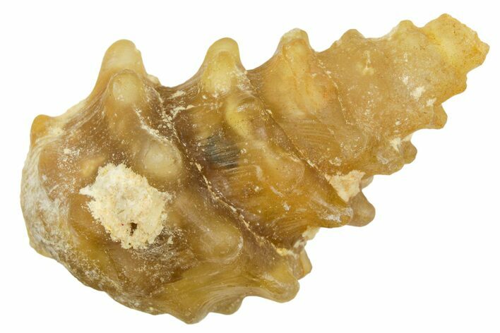Agatized Gastropod (Cerithium?) Fossil - Morocco #371881